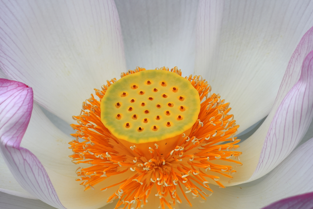 蓮の開花