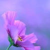 ピンクの花びら