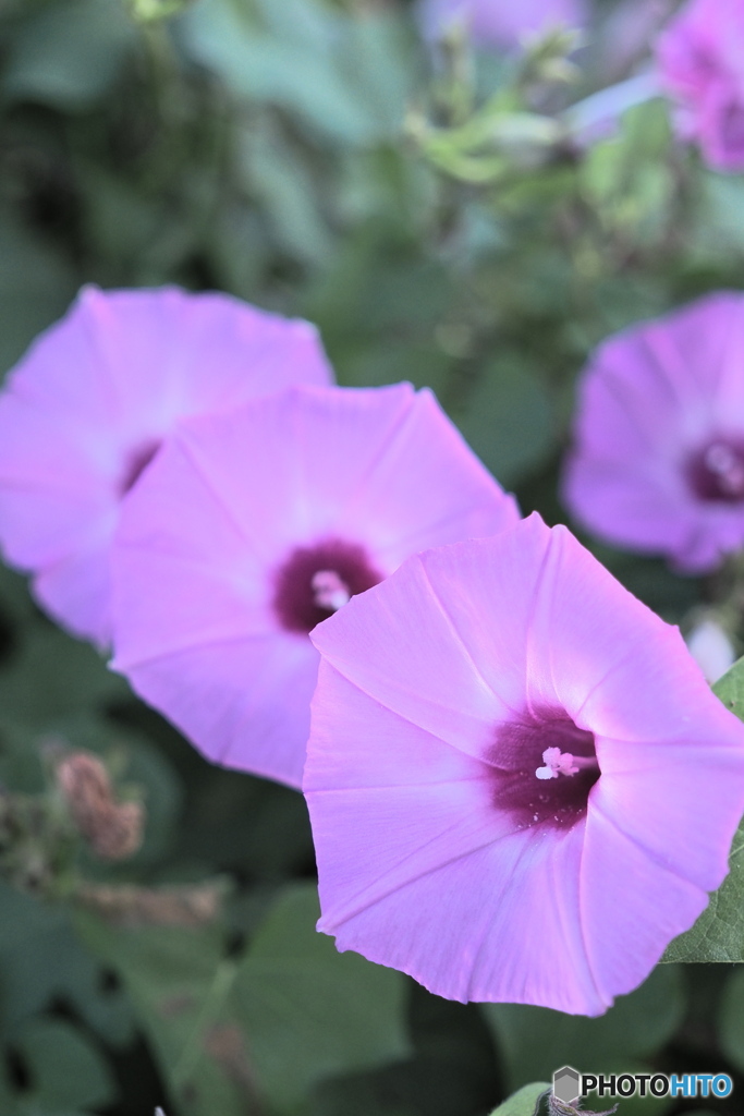 三連華
