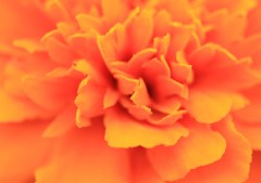 花弁の奥へ