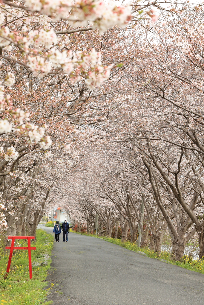 桜道