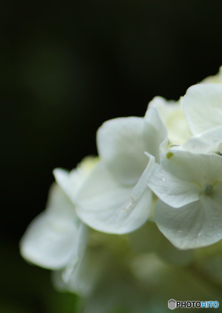 紫陽花の雨