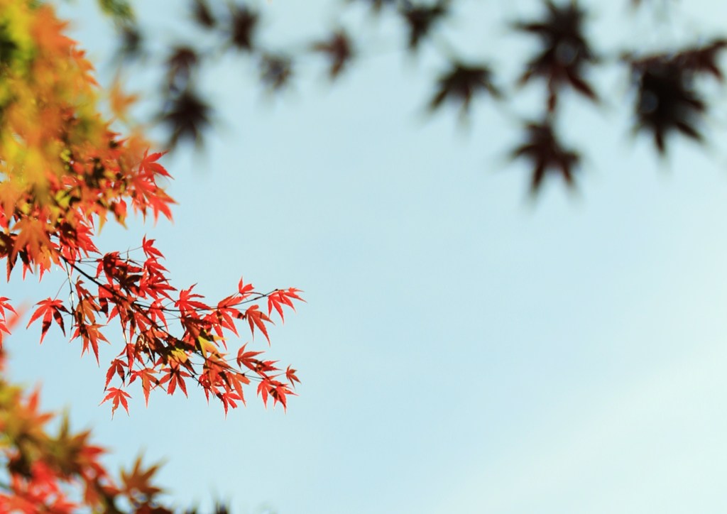 紅葉と影