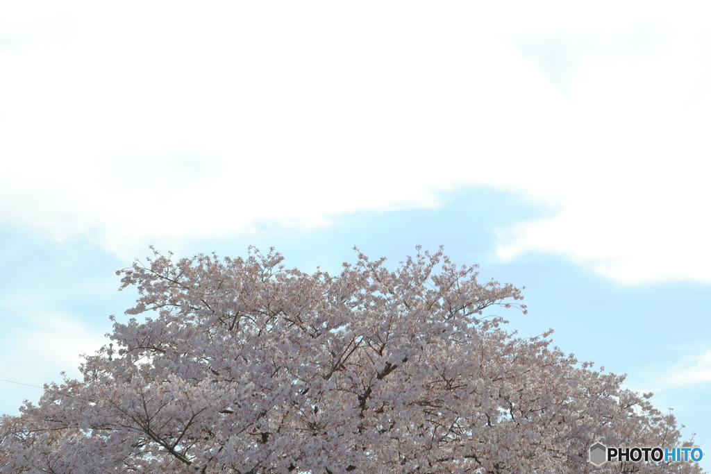 大桜