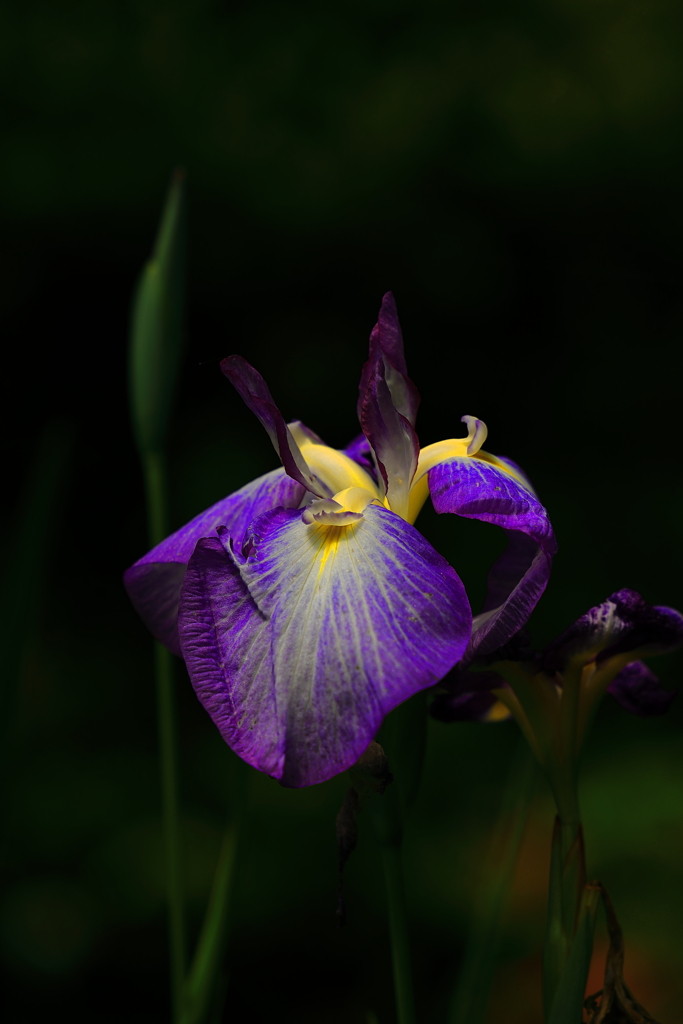 一凛の花菖蒲