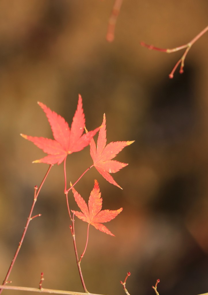 紅葉やけ