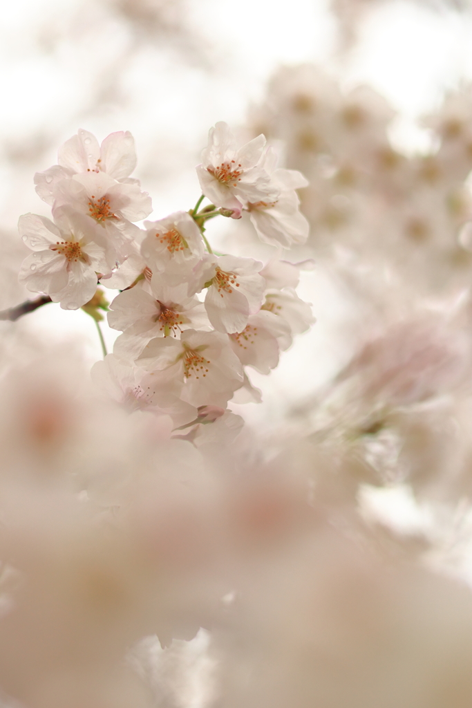 桜の中へ