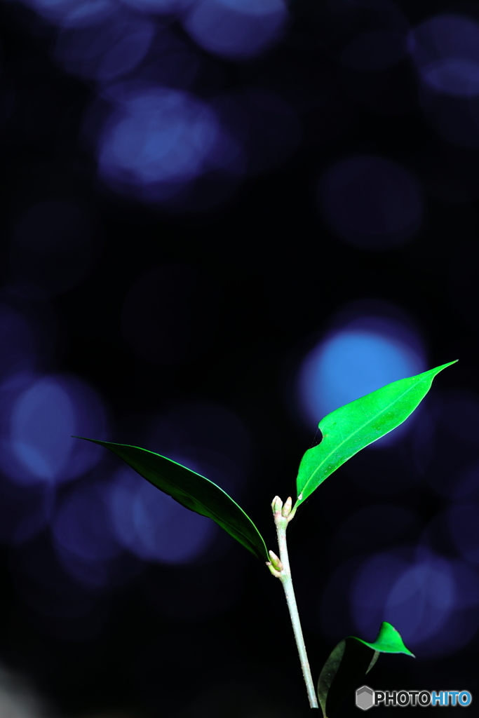 朝日