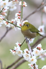 うめジロー
