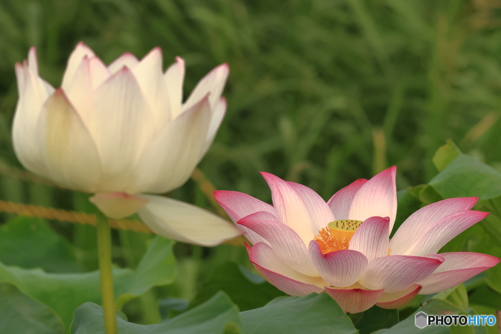 夫婦