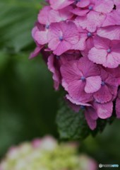 恵みの雨