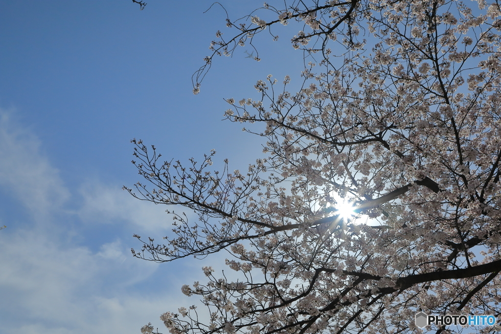 満開と太陽