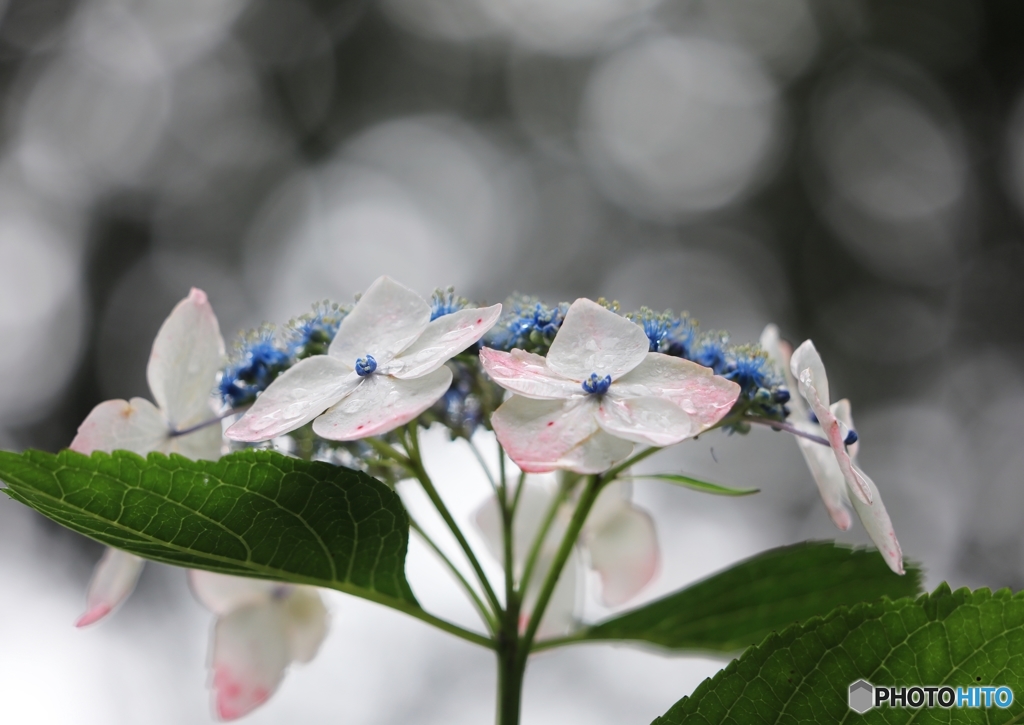 雨上がり