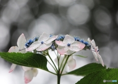 雨上がり