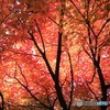 秋に染まる