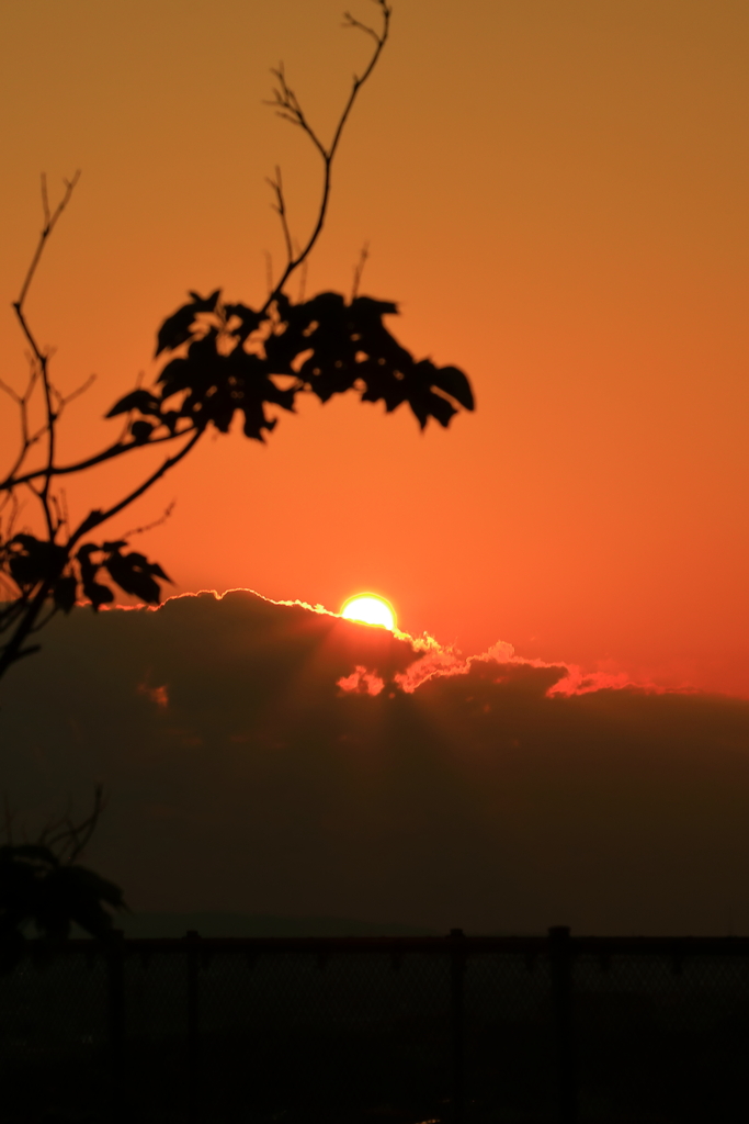 初夏の夕陽