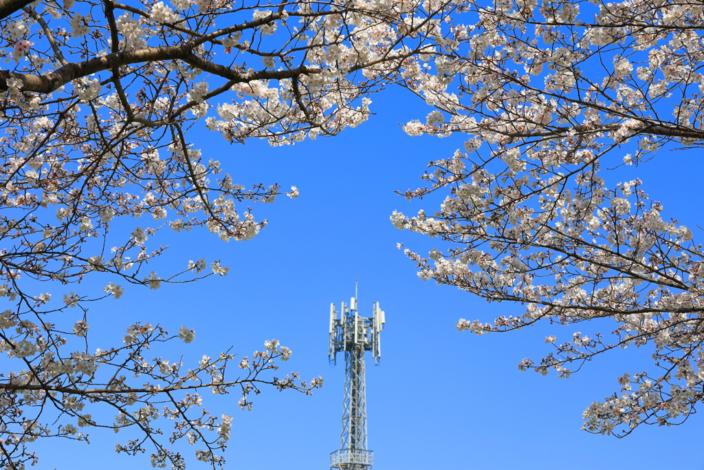 桜の向こうに