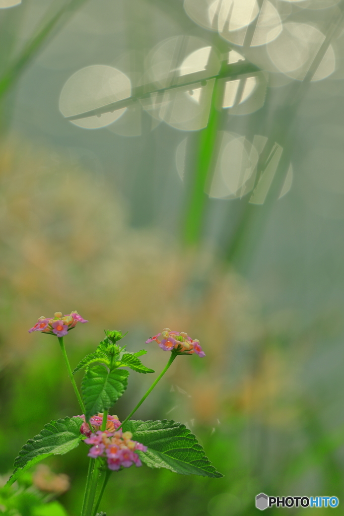 雨の朝