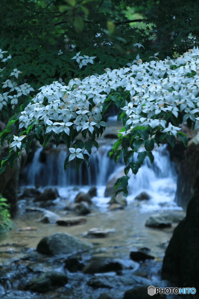 梅雨に咲く