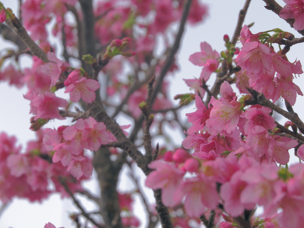 桜咲く。