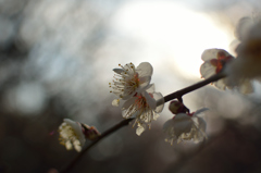 公園の梅