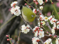 梅とメジロ