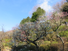 青空と梅の花たち