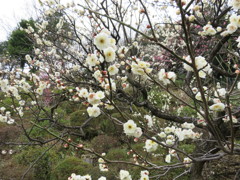 梅園にて。