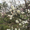 梅園にて。