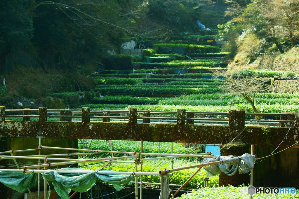 静岡　わさび畑