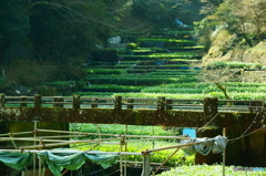 静岡　わさび畑