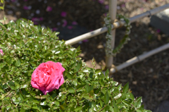 薔薇