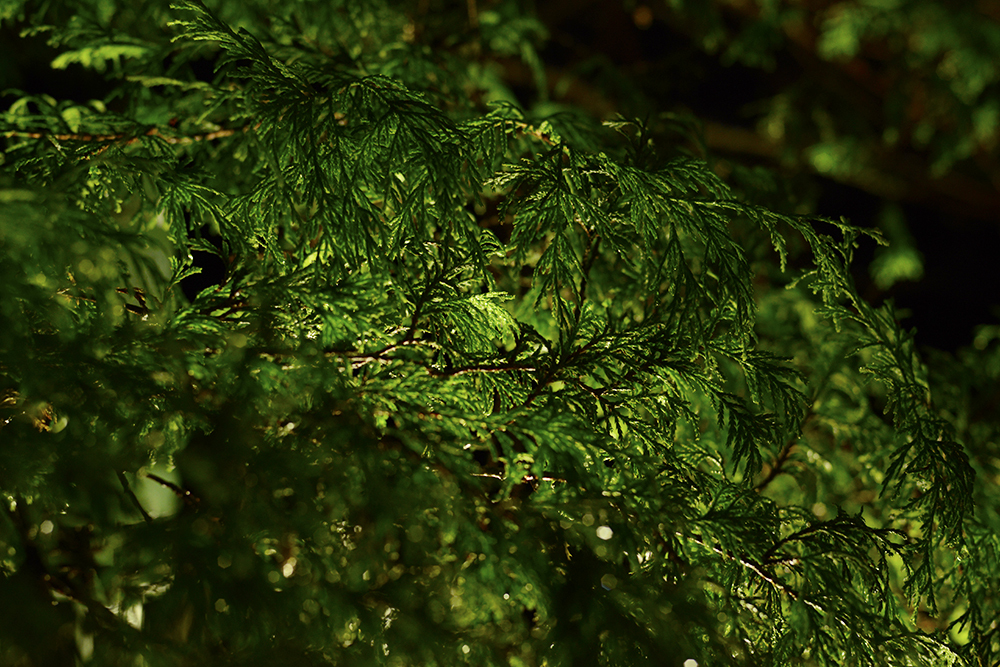 光る草たち
