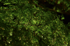 光る草たち