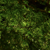 光る草たち