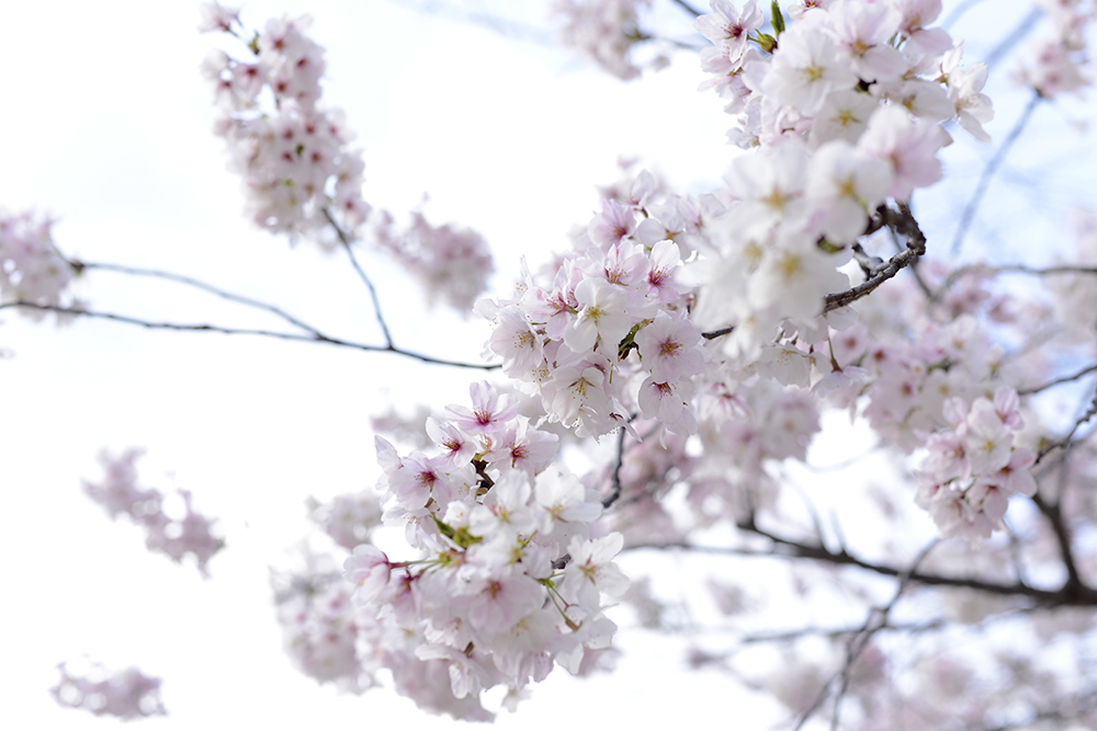 明るく桜