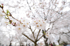 桜来る