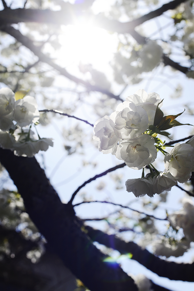 光る桜