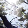 光る桜