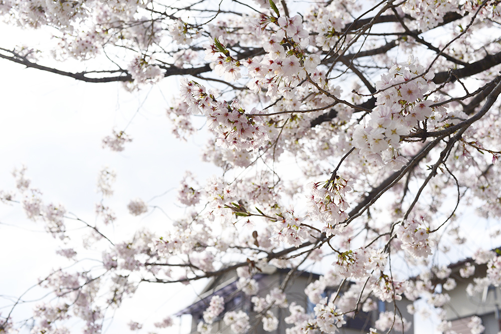 明るい桜