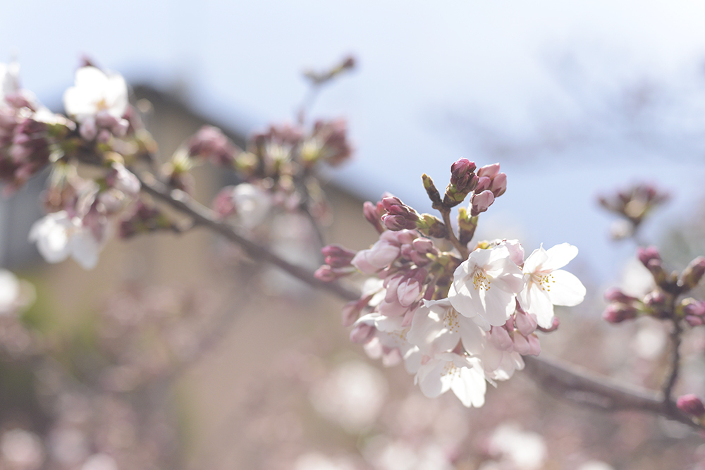 桜まだ