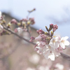 桜まだ