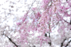 桜咲き