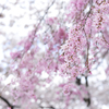 桜咲き