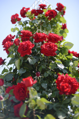薔薇盛り