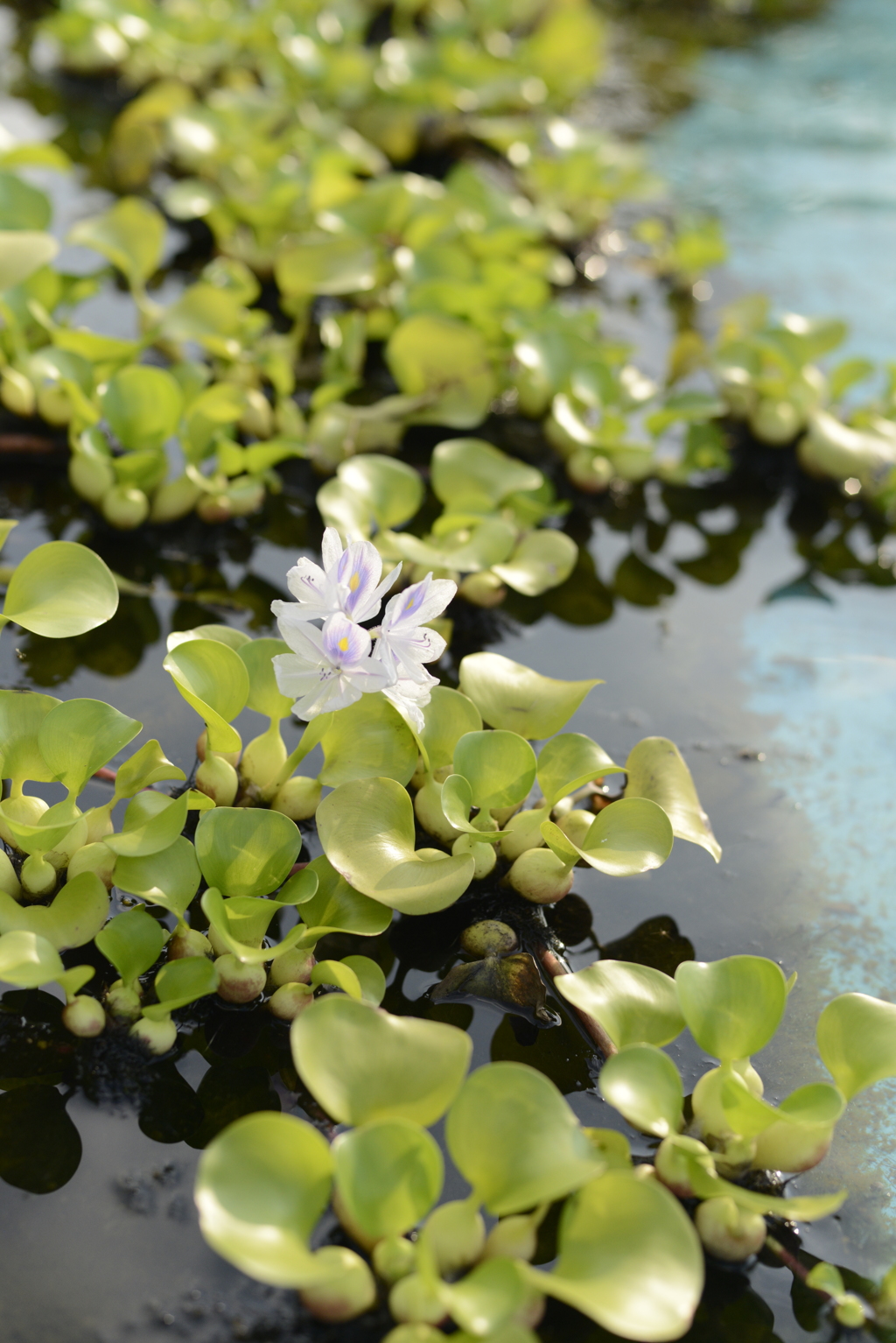 水の花