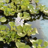水の花