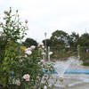 薔薇と噴水