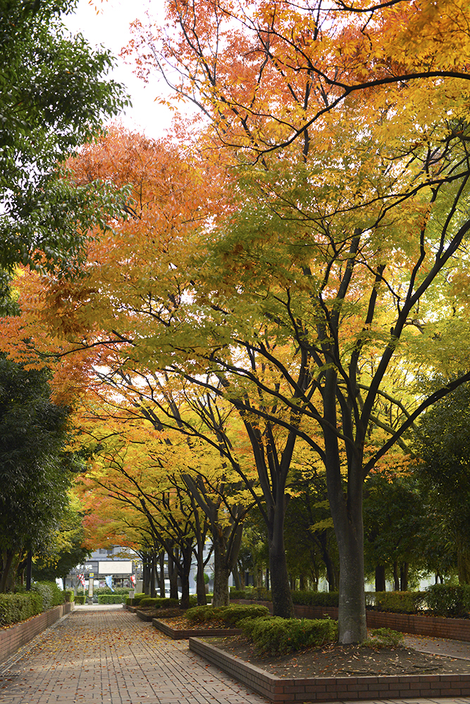 紅葉の道