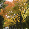 紅葉の道